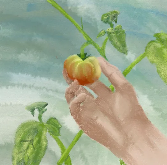A hand cupping a ripening tomato on the vine